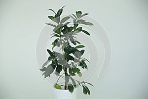 Houseplant with fleshy leaves in a white pot on a white background