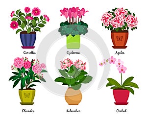 Houseplant flowers in pots