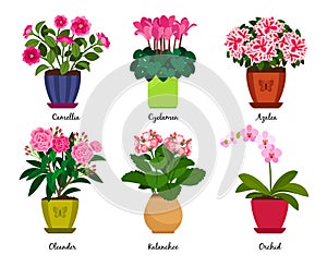 Houseplant flowers in pots photo