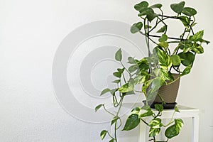 Houseplant of Golden pothos or Devil\'s ivy plant or Sirih Gading (Epipremnum aurum) in plastic flowerpot