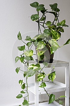 Houseplant of Golden pothos or Devil\'s ivy plant or Sirih Gading (Epipremnum aurum) in plastic flowerpot