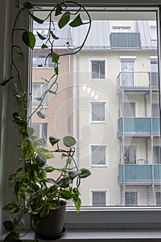 Houseplant of Golden pothos or Devil\'s ivy plant or Sirih Gading (Epipremnum aurum) in plastic flowerpot