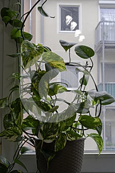 Houseplant of Golden pothos or Devil\'s ivy plant or Sirih Gading (Epipremnum aurum) in plastic flowerpot