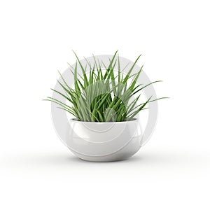 Houseplant grass. Green bush in a ceramic pot. Potted plant isolated on white background.