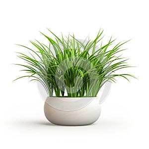 Houseplant grass. Green bush in a ceramic pot. Potted plant isolated on white background.