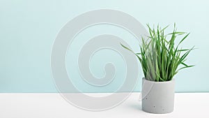 Houseplant green grass in concrete flower pot on a table near blue wall. Stylish photography