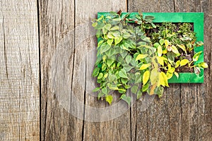 Houseplant in hanging pot