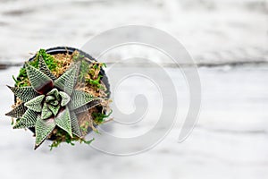 Houseplant Haworthiopsis Attenuata or Zebra Haworthia