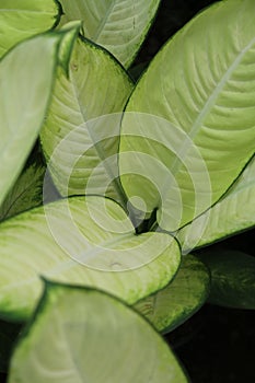 a houseplant or indoorplant similar to Diffenbachia or Aglonema with light green leaves