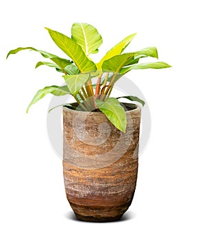 Houseplant isolated for decoration