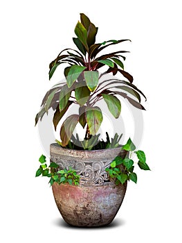 Houseplant isolated for decoration