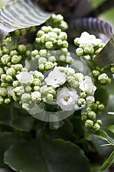 Houseplant kalanchoe