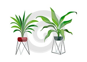 Houseplant modern stands. Tropical ficus or palm in pot, botanical decorative collection, flowerpot on metal rask, home