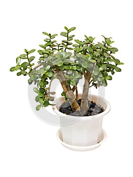 Houseplant money tree crassula