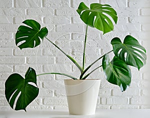 Houseplant Monstera deliciosa in a flower pot against a white brick wa