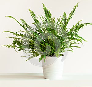 Houseplant Nephrolepis in white flowerpot photo