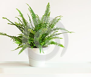 Houseplant Nephrolepis in white flowerpot photo