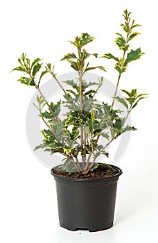 Houseplant osmanthus heterophyllus Veriegatus