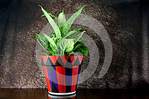 Houseplant in a Painted Plant Pot on a Polished Wooden Shelf
