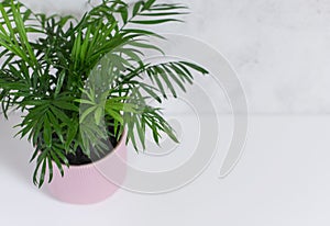 Houseplant palm Chamaedorea in a pink flower pot on a white background, top view