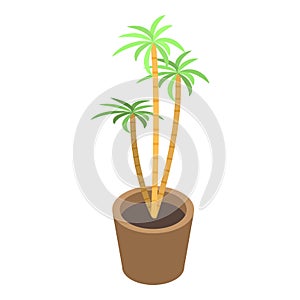 Houseplant palm tree icon, isometric style