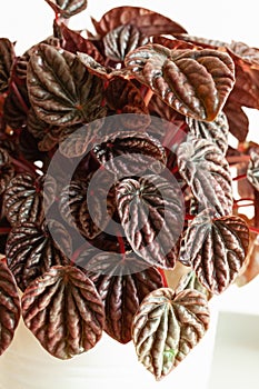 Houseplant peperomia caperata in white flowerpot