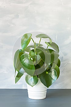 Houseplant peperomia in white flowerpot