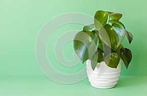 Houseplant peperomia in white pot