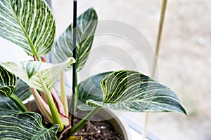 Houseplant philodendron Birkin on the windowsill by the window. Growing and caring for indoor plant