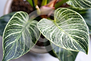 Houseplant philodendron Birkin on the windowsill by the window. Growing and caring for indoor plant