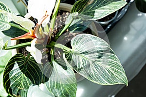 Houseplant philodendron Birkin on the windowsill by the window. Growing and caring for indoor plant