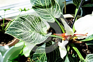 Houseplant philodendron Birkin on the windowsill by the window. Growing and caring for indoor plant