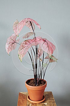 Houseplant with pink leaves Caladium `Spring Fling` on a side table