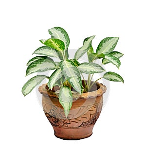 Houseplant in pot