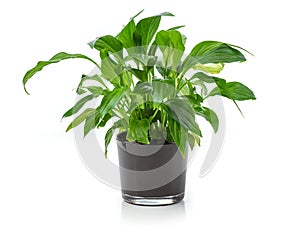 Houseplant in pot over white background. Image for interior design