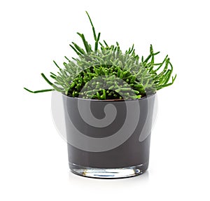 Houseplant in pot over white background. Image for interior design