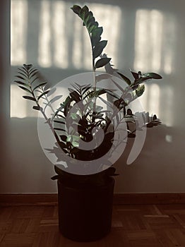 Houseplant in pot by wall with window reflection by sunlight in living room