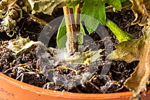 A houseplant in a pot from waterlogging has become moldy, selective focus