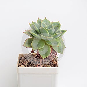 Houseplant in pot on white background