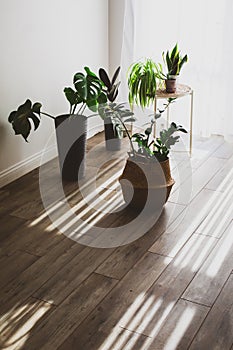 Houseplant in pots as a part of scandinavian design