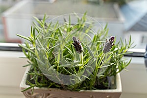 A houseplant with purple flowers sits on a window sill