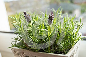 A houseplant with purple flowers sits on a window sill