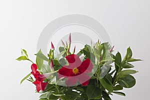 Houseplant red Dipladenia on a white background. Copy space