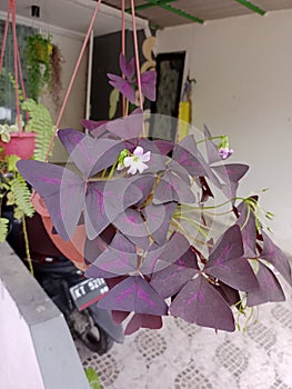 houseplant, red leaves, butterfly-like shape, beautiful.