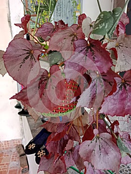 houseplant, red leaves, reverse shape of the leaves, unique, beautiful.