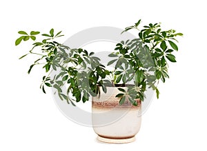 Houseplant schefflera arboricola in flowerpot