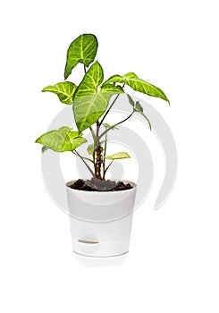 The houseplant Singonium