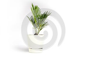 Houseplant small green palm tree Chamaedorea Hyophorbeae Hamedorea Bridble in white flower pot isolated on white background