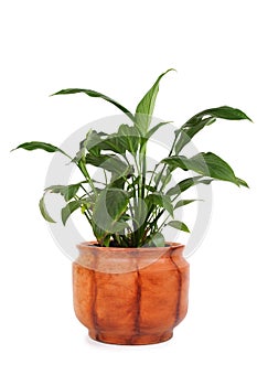 Houseplant spathiphyllum chopin in flowerpot photo