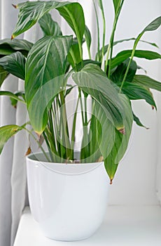 Houseplant Spathiphyllum commonly known as spath or peace lilies leaf tips turning brown.